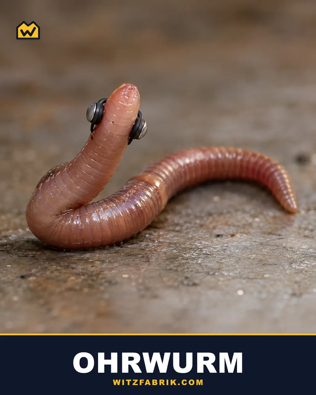 Ein Regenwurm richtet sich auf einem Steinboden auf und trägt am Kopfende winzige schwarze Kopfhörer