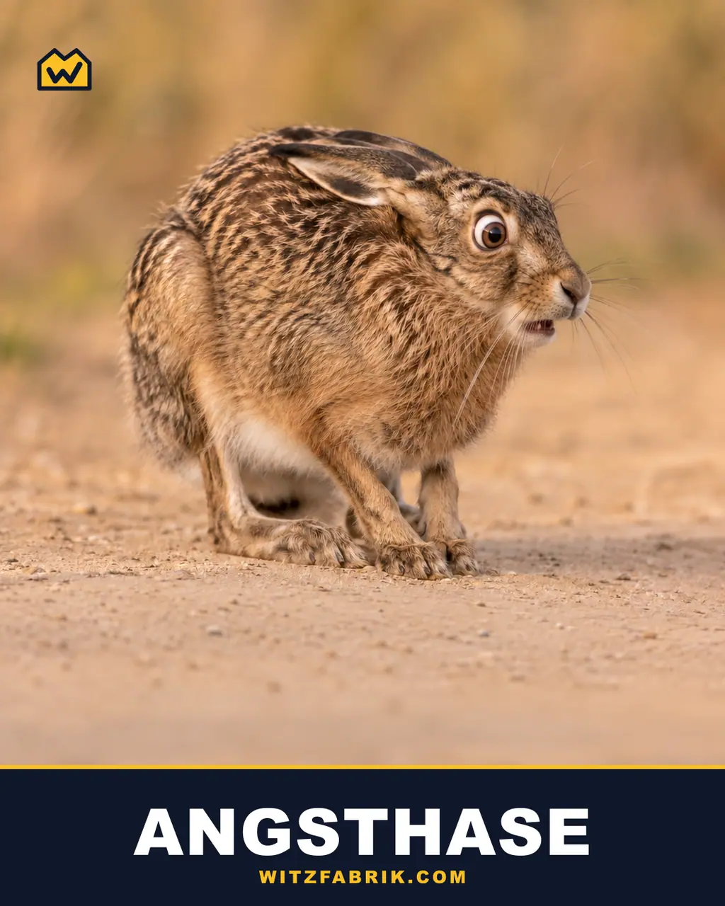 Ein Feldhase mit weit aufgerissenen Augen duckt sich auf einem Sandweg